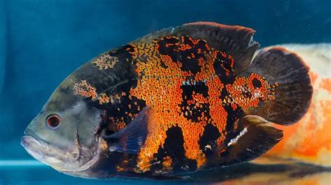 Oscar Fish: Care, Size, Tanks, Lifespan & Profile.